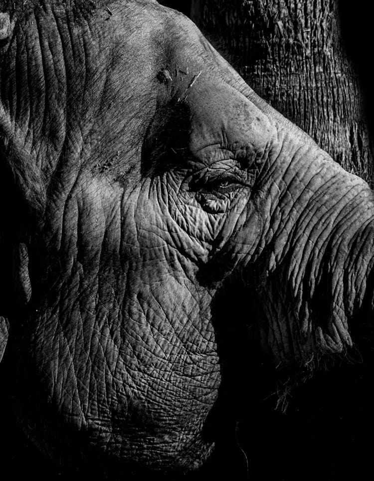 Close-Up Shot Of An Elephant 