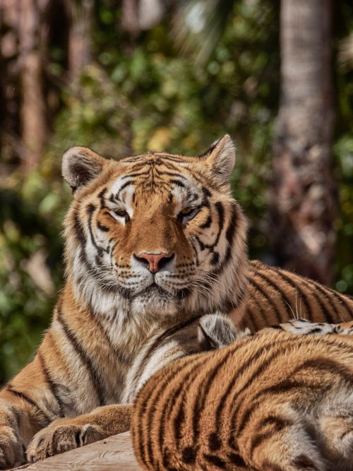 Free Close-up of a tiger resting in a sunny forest, showcasing its majestic striped coat. Stock Photo