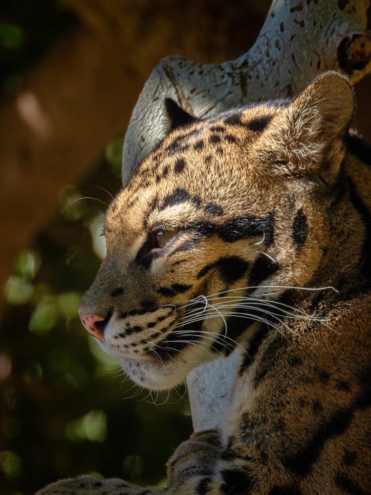 Tiger Cub Head