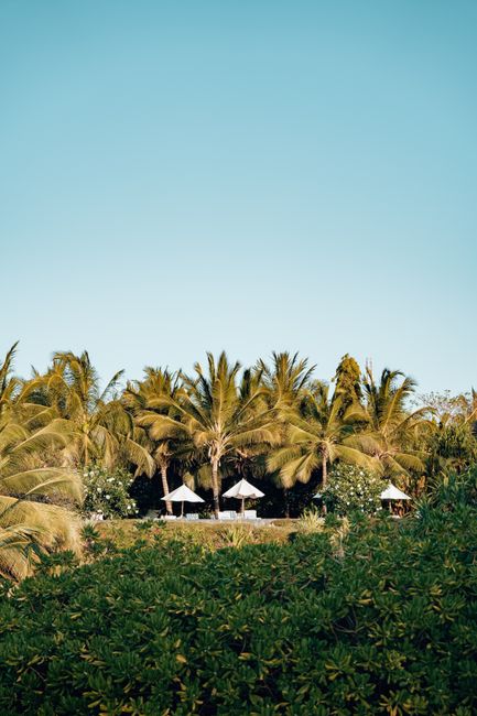 Palm trees and sunbeds at a resort in Nungwi, showcasing a tropical paradise vibe.