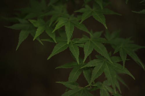 Δωρεάν στοκ φωτογραφιών με γκρο πλαν, ιαπωνικό σφενδάμι, πράσινα φύλλα Φωτογραφία από στοκ φωτογραφιών