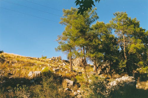 Ingyenes stockfotó alacsony szögű felvétel, domb, fák témában