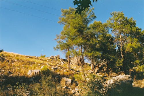 Clear Sky over Trees on Hill