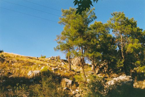 Free A vibrant image of a rocky hillside covered with green pine trees under a clear blue sky. Stock Photo