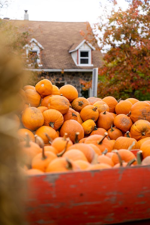 Wagon Loaded with Orange Pumpkins