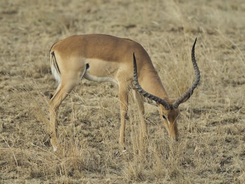 Photo of an Impala