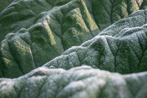 Free Detailed close-up of a frosted green leaf showing texture and unique patterns. Stock Photo