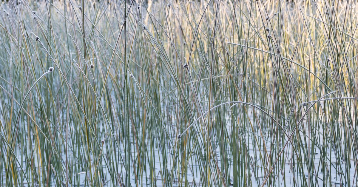 Lake Rushes Rushes on Lakeshore in Winter · Free Stock Photo