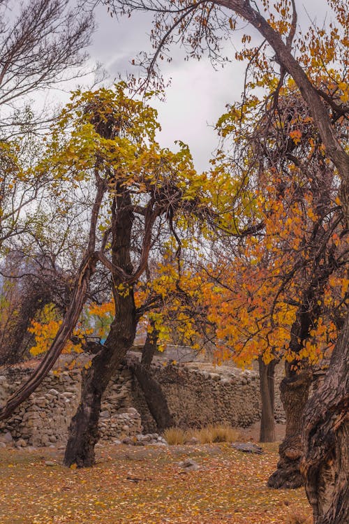 Foto profissional grátis de árvores, fotografia de paisagem, papel de parede android