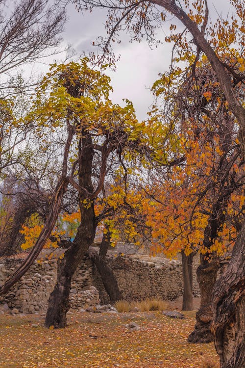 Free Trees with Fall Foliage at a Park Stock Photo