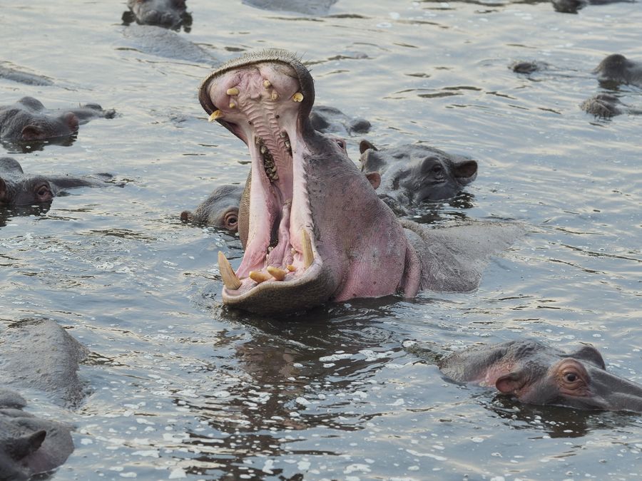 Hippopotamus with mouth open in water