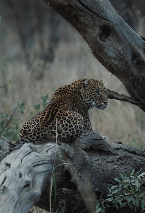 Free Leopard Lying on Gray Tree Log Stock Photo