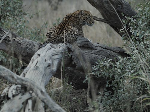 Free Leopard on Brown Tree Branch Stock Photo