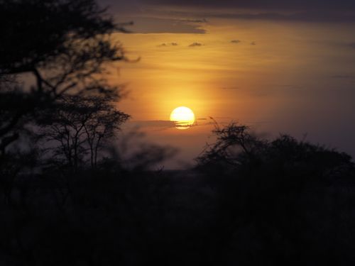 Free Captivating sunset over silhouetted trees, with a warm sky in African savannah. Stock Photo