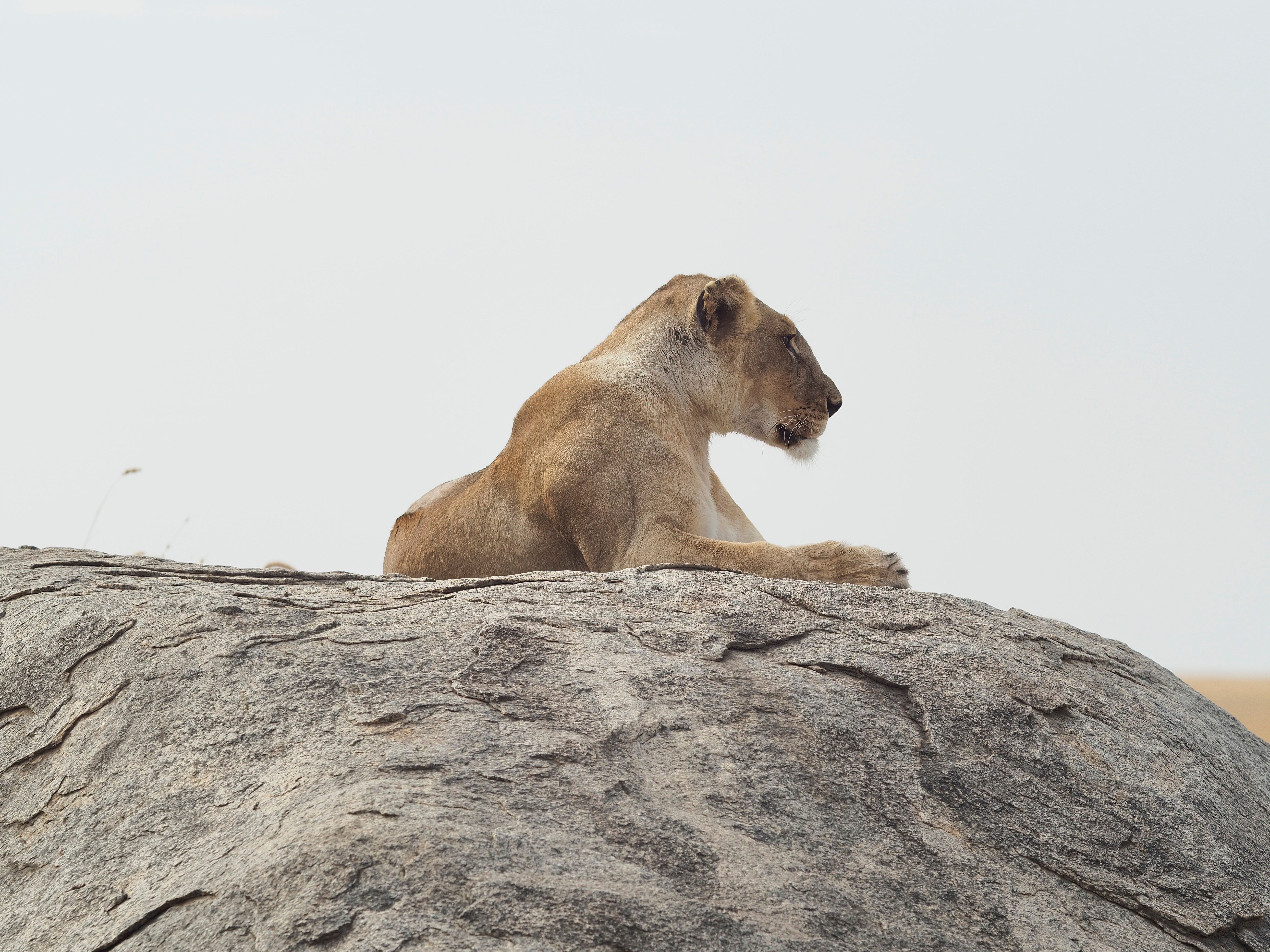 Lioness Lying on a Rock ·