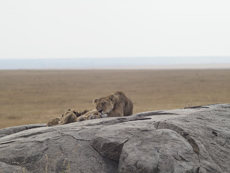 Lioness With Cubs On A Rock 