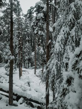 Serene winter view of snow-blanketed conifer trees in Manali forest.