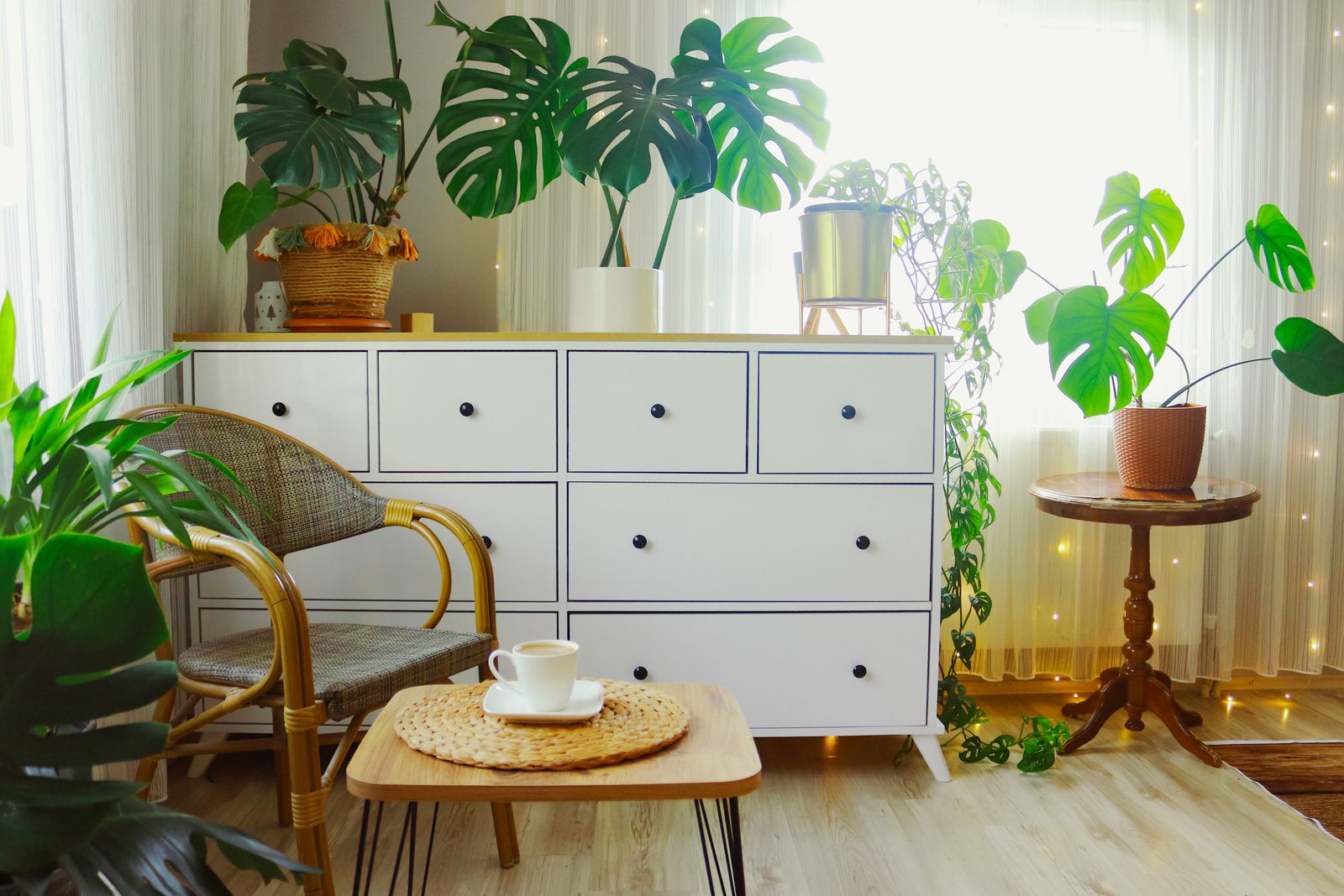 Indoor plants and natural elements adding warmth to a home interior