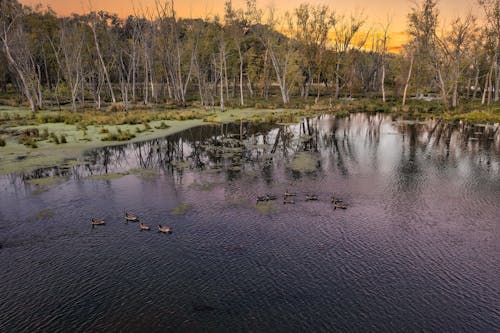 Ducks on Swamp at Sunset