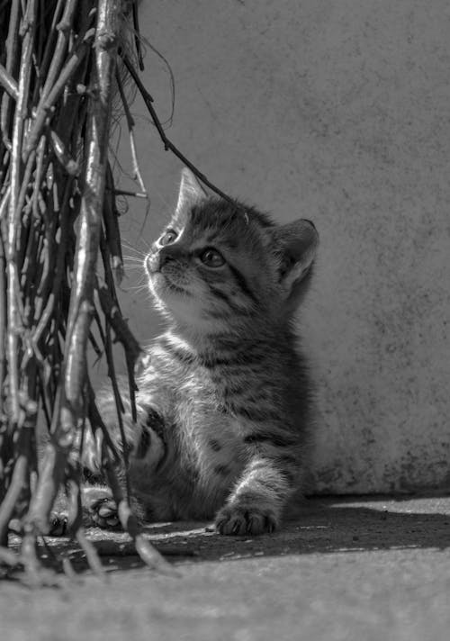 Grayscale Photo of a Kitten