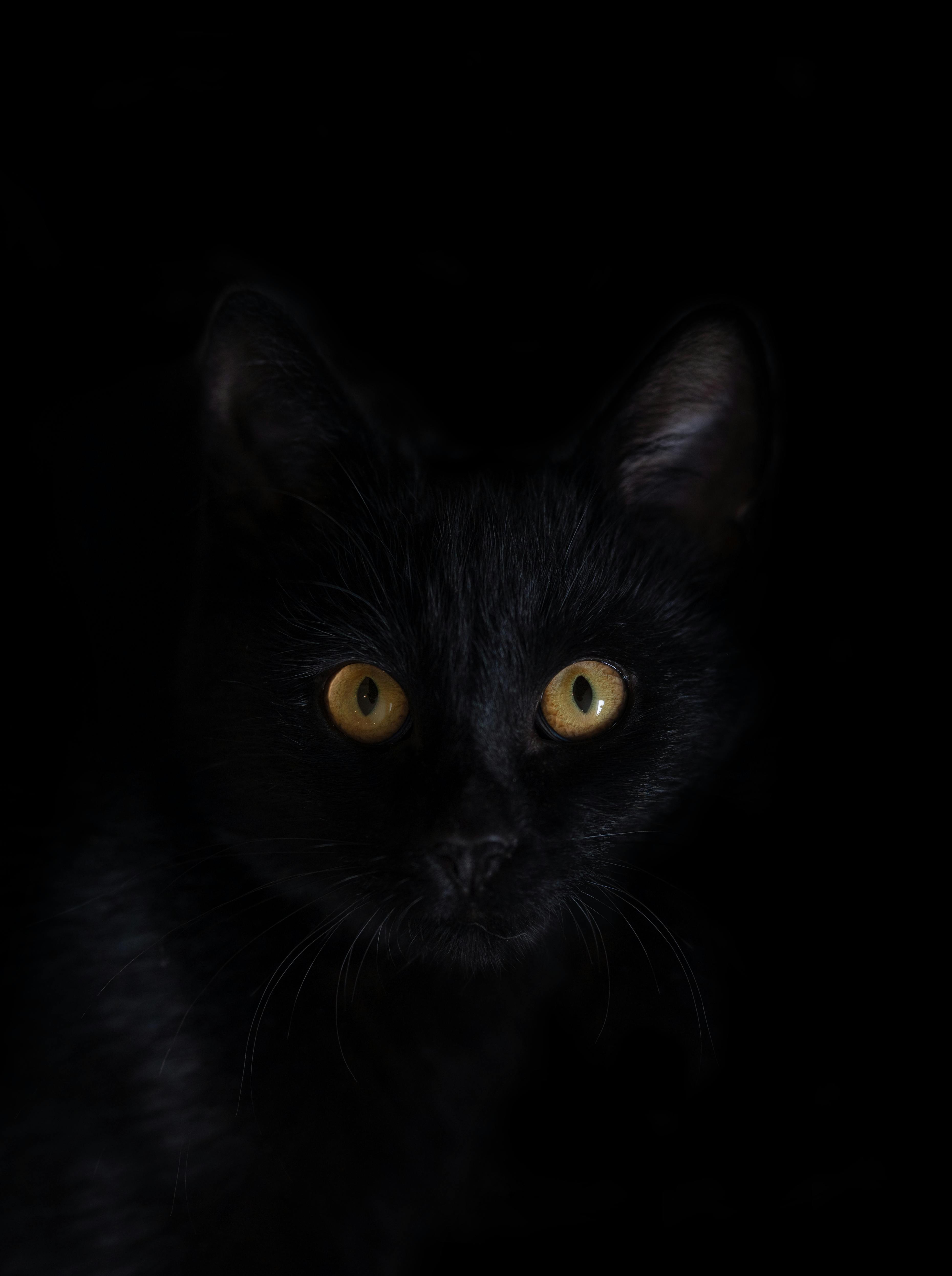 A striking close-up of a black cat with piercing yellow eyes against a dark background.