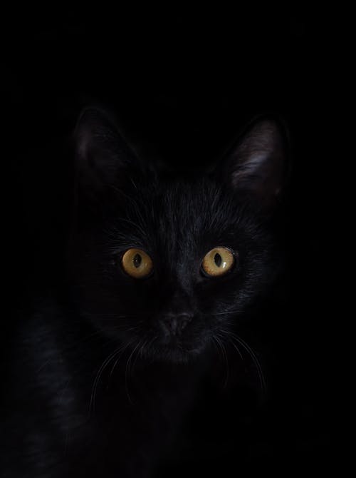 Black Cat in Close Up Photography