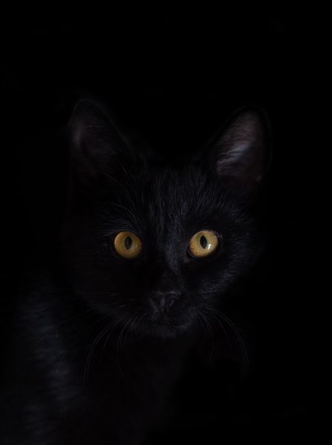 A striking close-up of a black cat with piercing yellow eyes against a dark background.