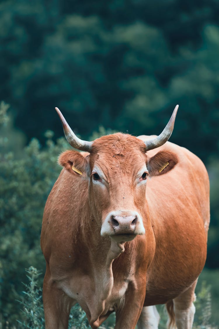 Limousin Cattle Close-Up Photo