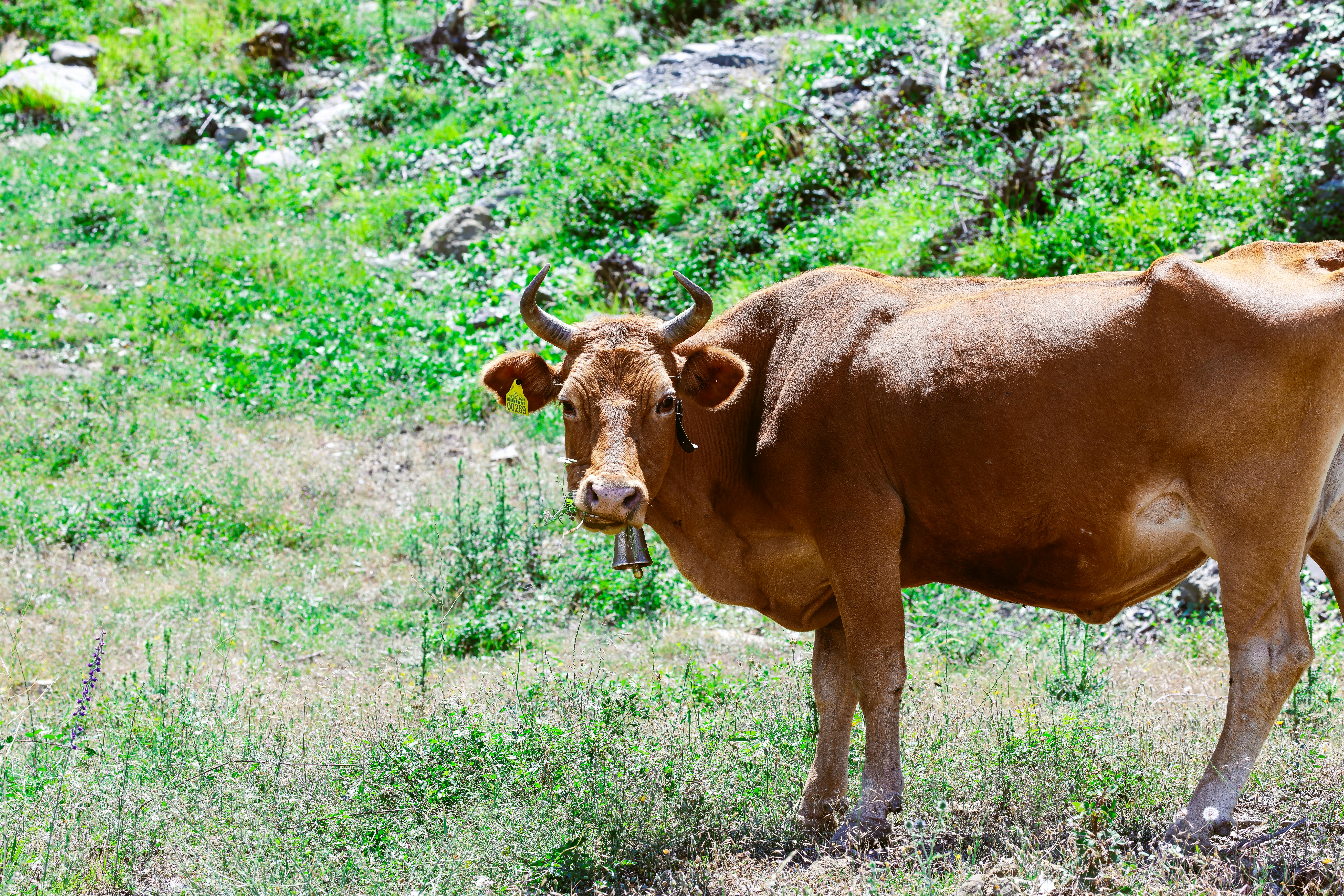 Gratuit Photos gratuites de agriculture, agriculture durable, agriculture écologique Photos