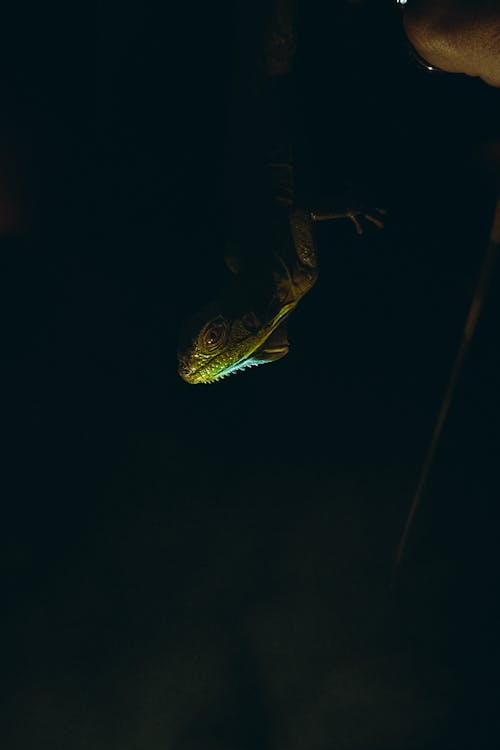 Person Holding a Bearded Dragon in the Dark
