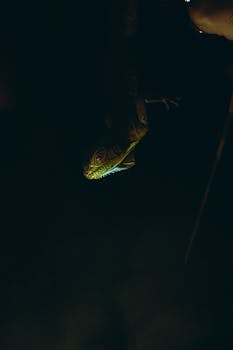 A bearded dragon hangs gracefully in a dark setting, illuminated by subtle lighting.