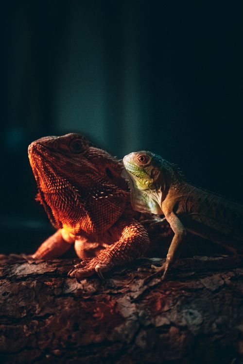 Free A close-up portrait of a bearded dragon and iguana basking on a log, showcasing their unique textures. Stock Photo