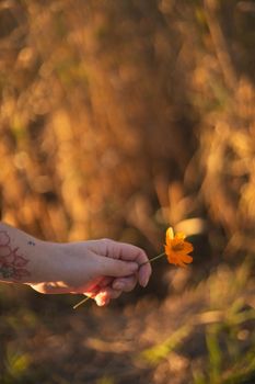 Close-up of a hand holding a yellow sulfur cosmos flower outdoors in Brazil's golden light.