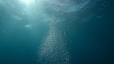 Photo of Bubbles Underwater