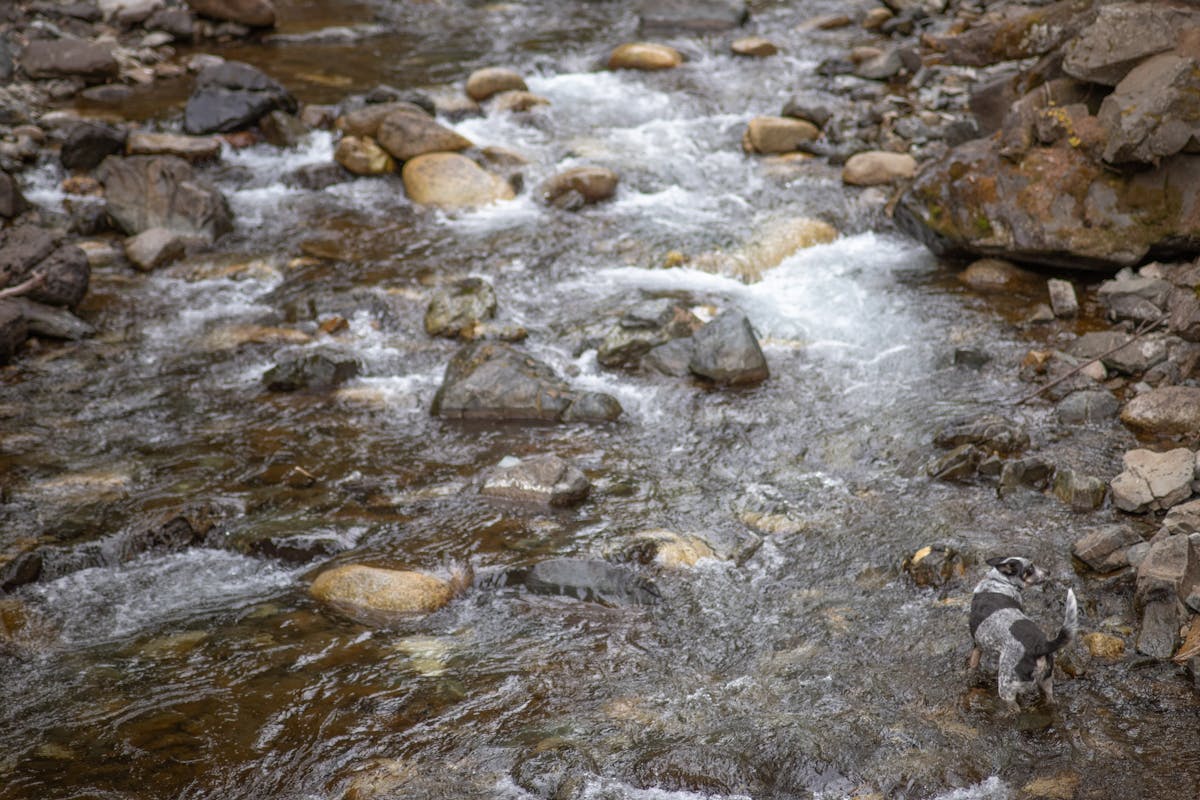 Fruit bat hanging from a tree branch in a forest