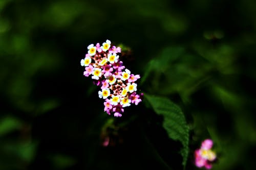 フラワーズ, ベルフラワー, 天使の息の花の無料の写真素材