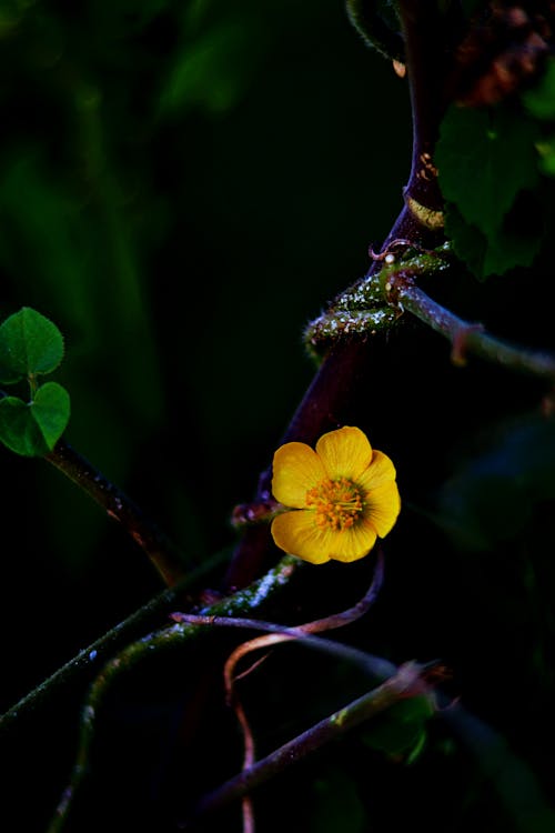 Blooming Buttercup Plant Photo