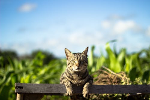 무료 울타리에 기대어 회색 줄무늬 고양이의 사진 스톡 사진