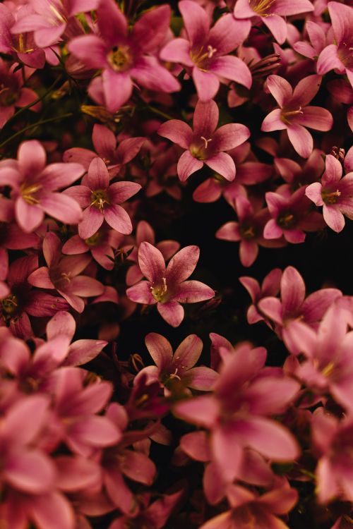 Free Vibrant pink campanula flowers in full bloom, showcasing natural beauty. Stock Photo