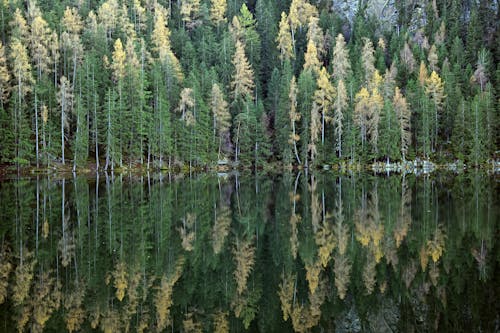 Fotos de stock gratuitas de aguas tranquilas, al aire libre, arboles