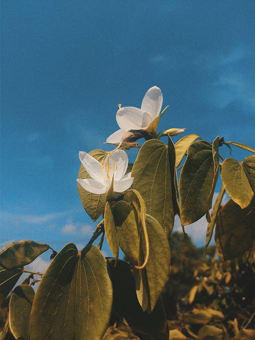 A Close-Up Shot of Bauhinia Acuminata