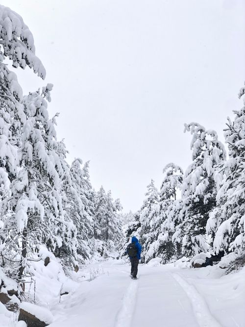 Free A lone traveler in a blue jacket walks through a snow-covered forest path, creating a serene winter scene. Stock Photo