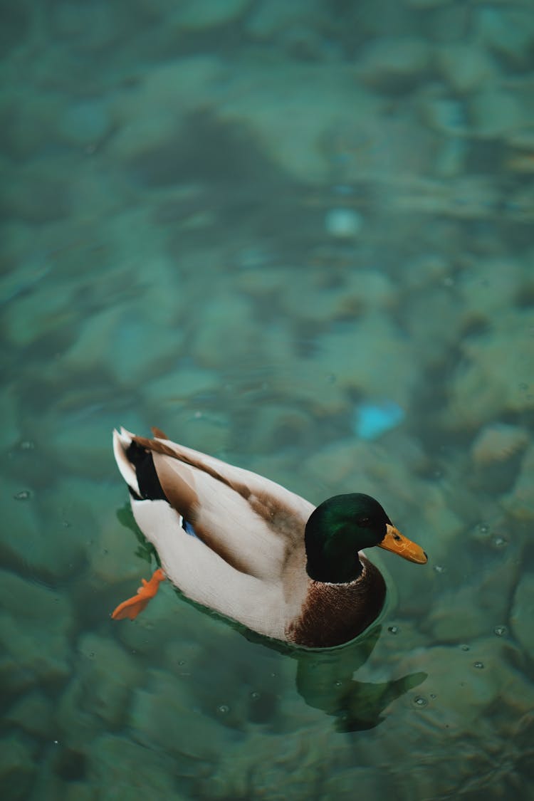 Duck In Water 