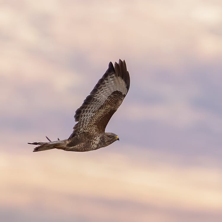 Common Buzzard Bird Flying 