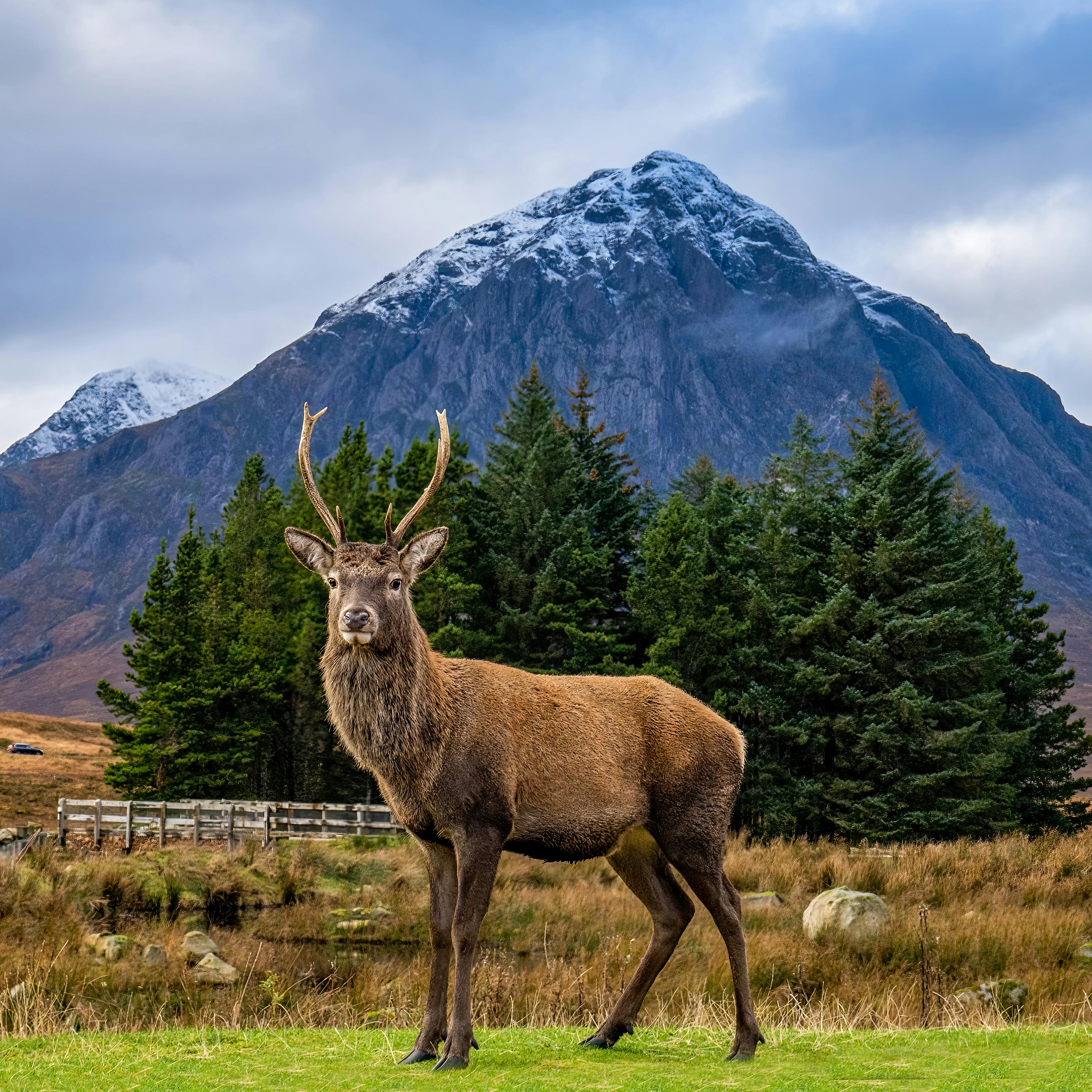 grátis Foto profissional grátis de alce, animais selvagens, animal Foto profissional