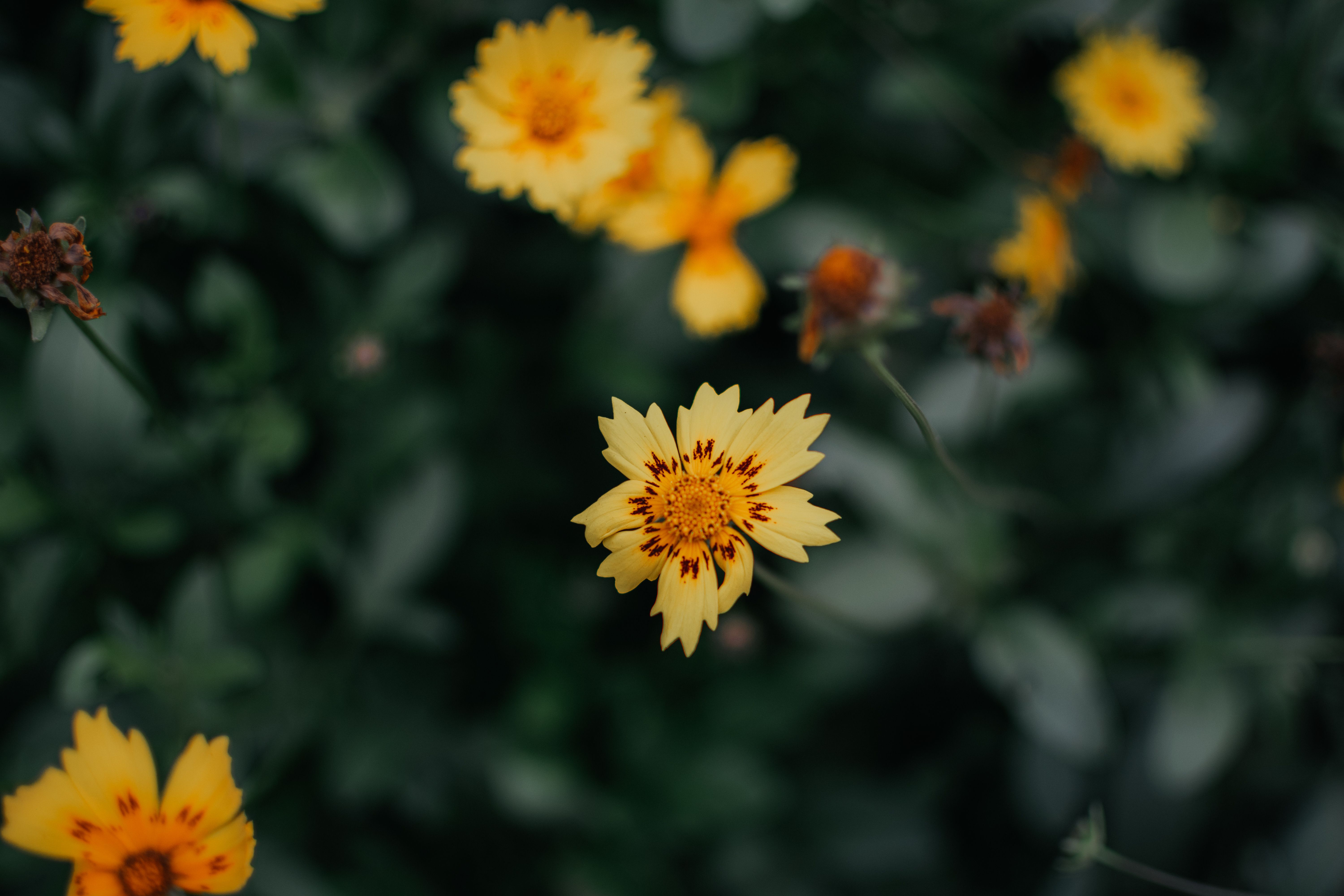 [ColoSach]-close-up-of-vibrant-coreopsis-flowers-in-a-lush-green-garden-setting,-showcasing-nature's-beauty.