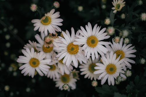 Immagine gratuita di avvicinamento, botanica, fiore