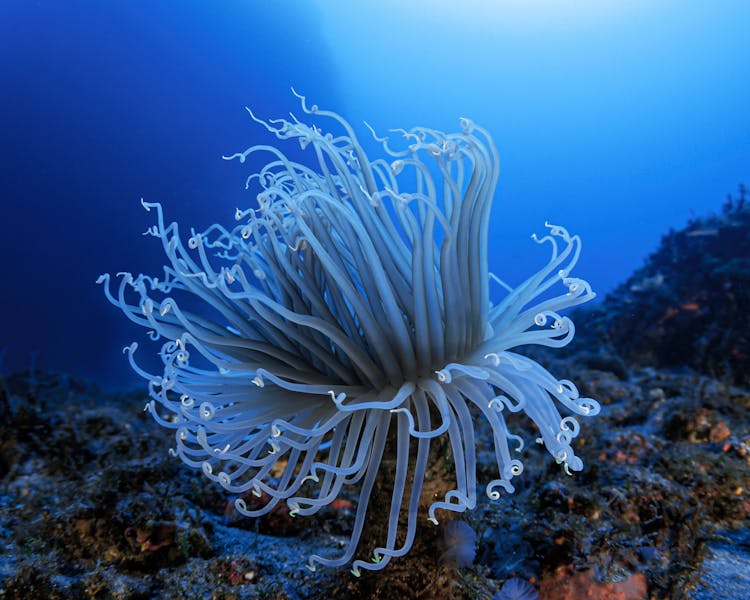 Sea Anemone Underwater