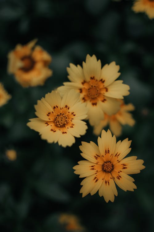 Yellow Flowers in Close Up Photography