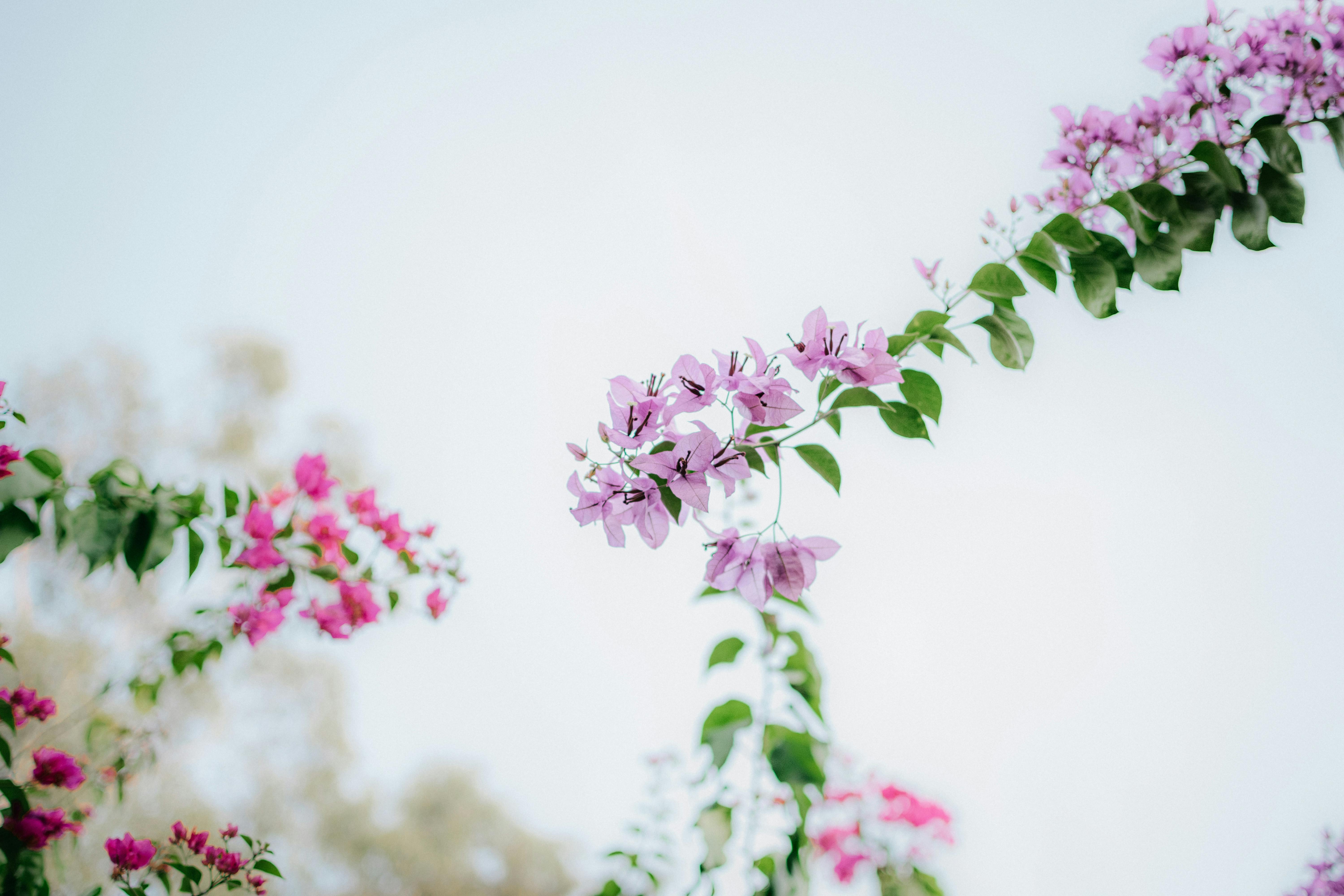 Flowers on Branches · Free Stock Photo